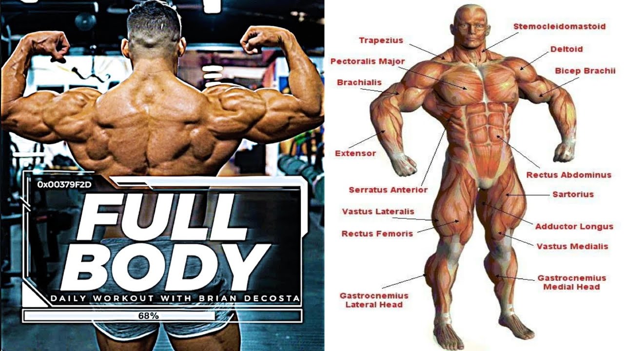 The Best Exercises for a Full Body Workout | Total Body Workouts