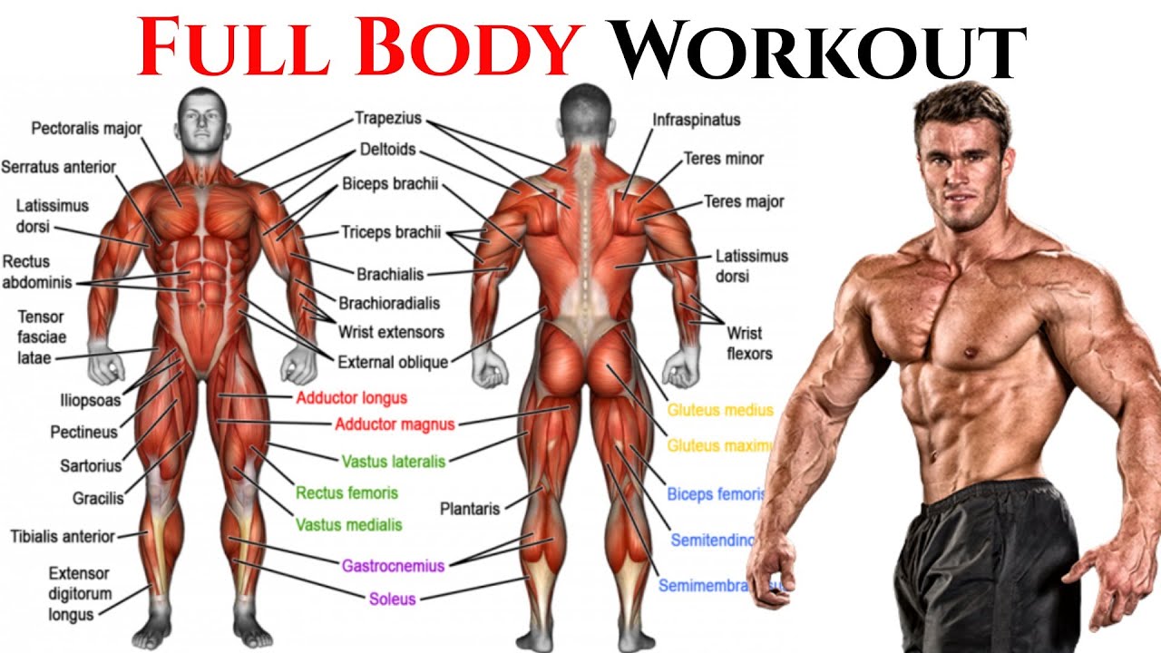 The Best Exercises for a Full-Body Workout | The PERFECT Total Body Workout