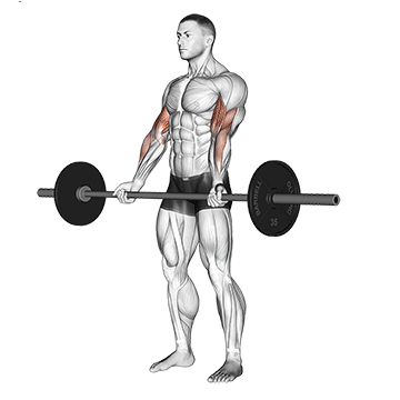 Barbell Bicep Curl Barbell Bicep Curl
