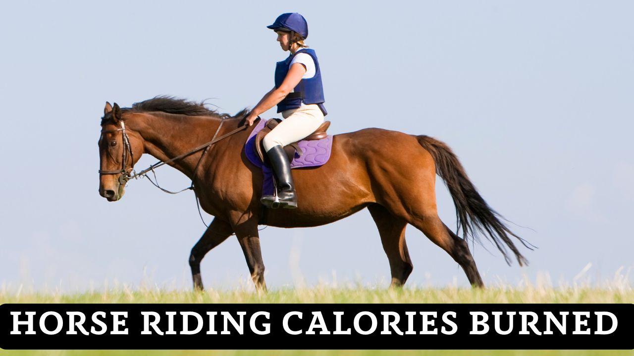 Horse Riding Calories Burned Calculator