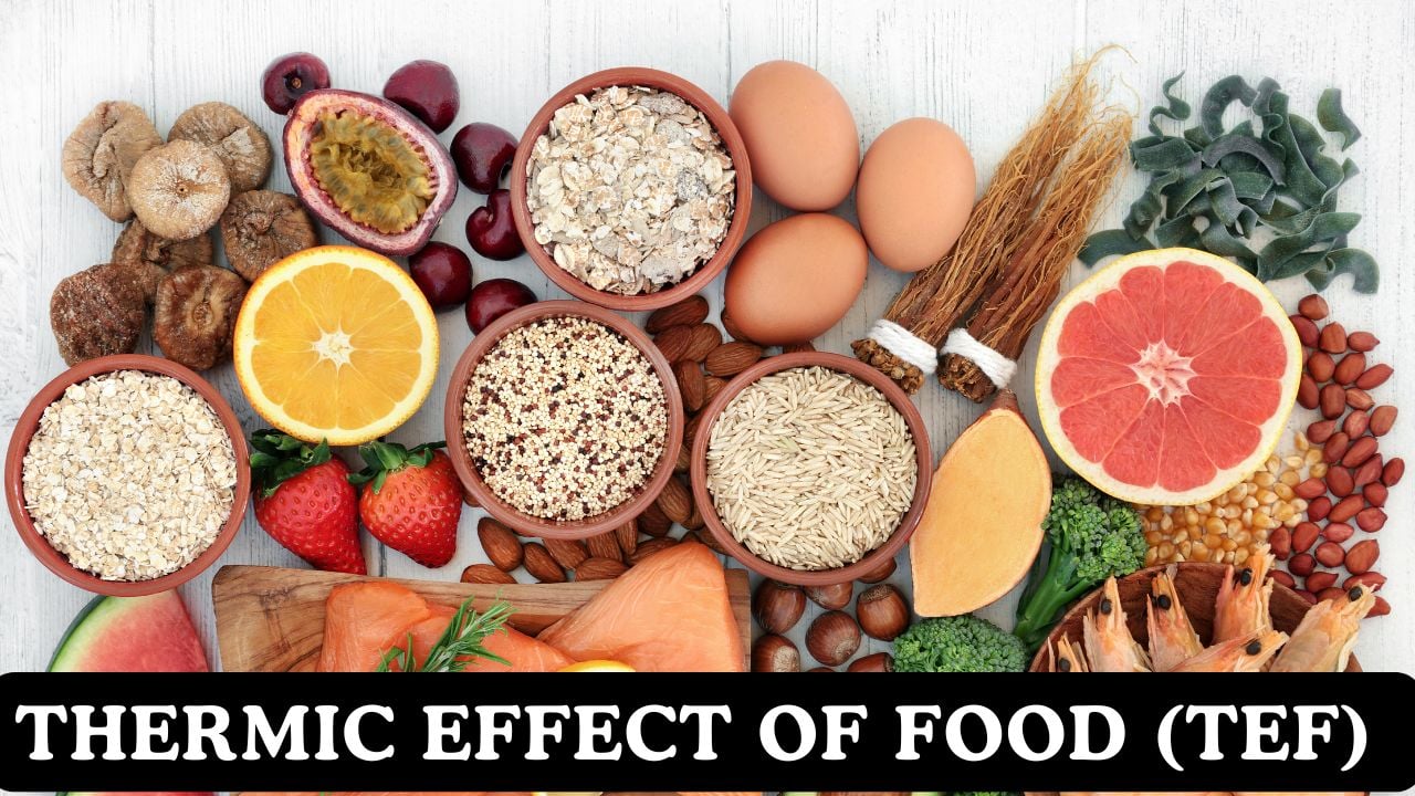 Thermic Effect of Food (TEF) Calculator