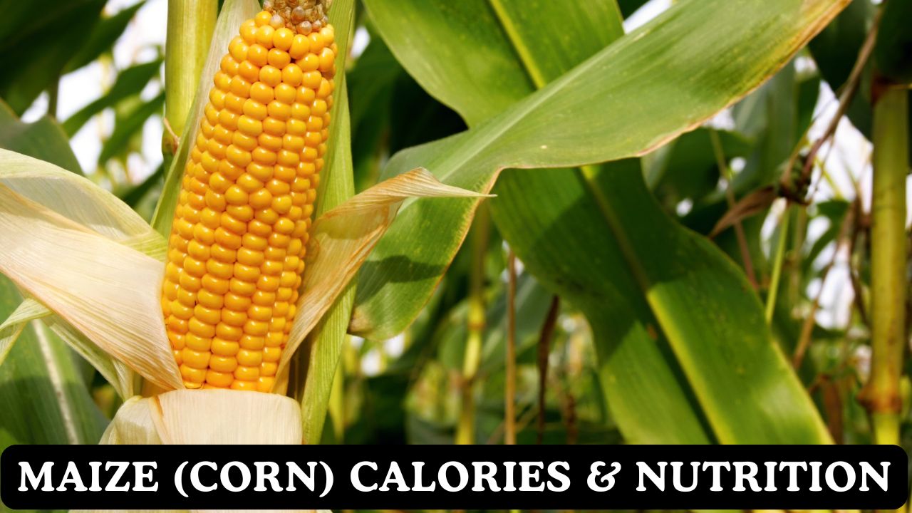 Maize (Corn) Calories & Nutritional Facts Calculator