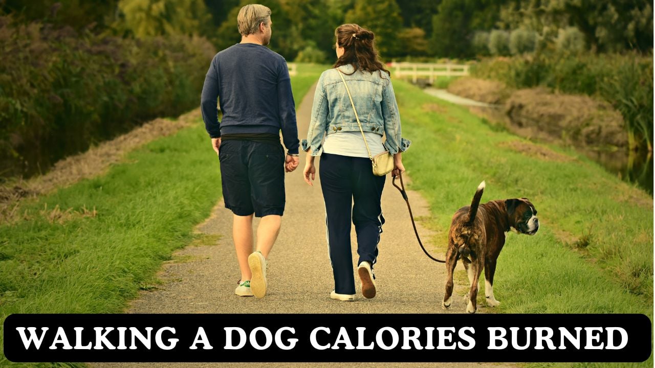Walking a Dog Calories Burned Calculator